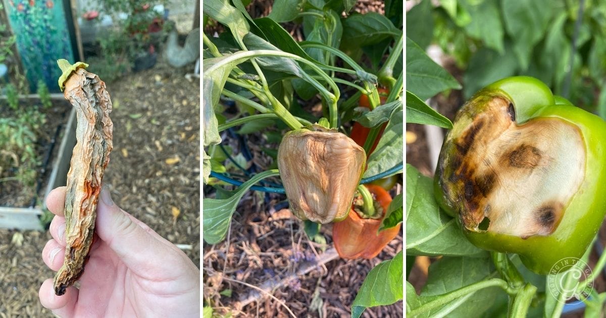 Sun damaged peppers