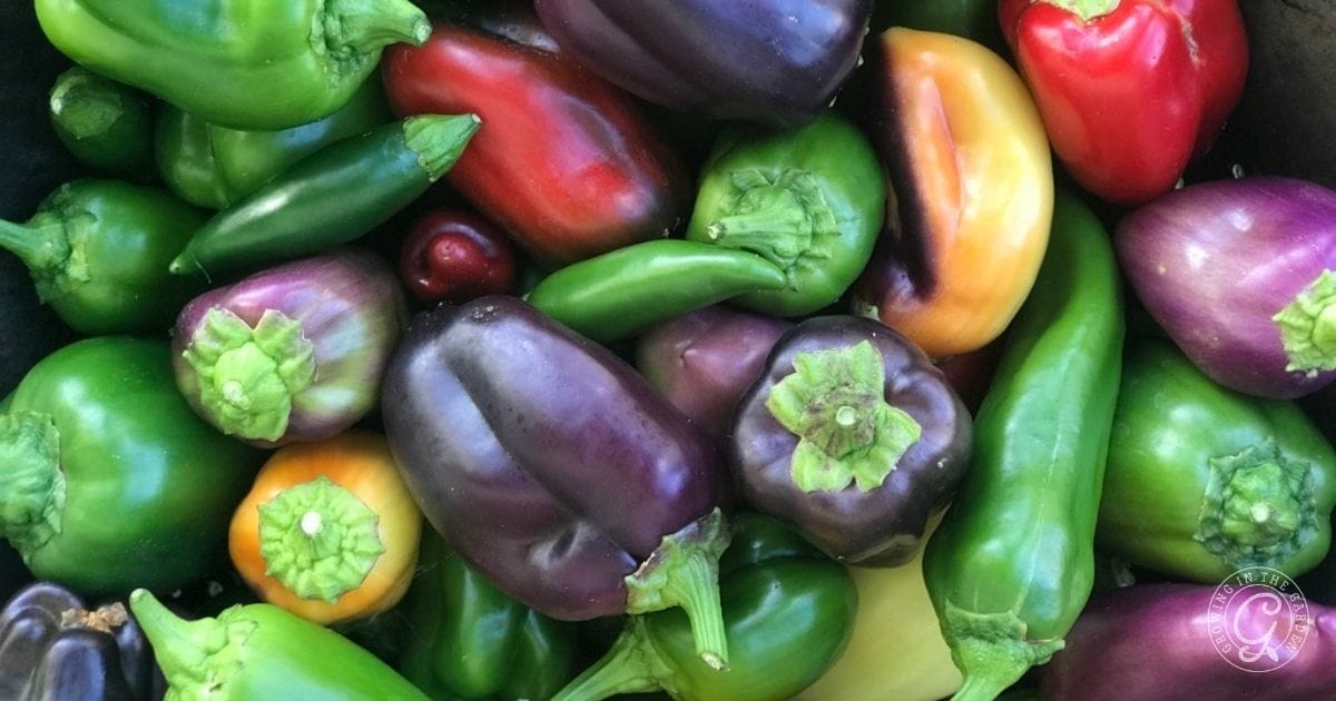 How to Grow Peppers