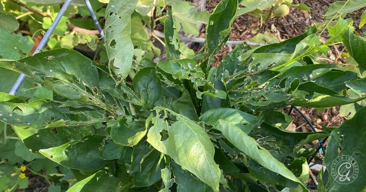 Pest and Disease Management for Peppers