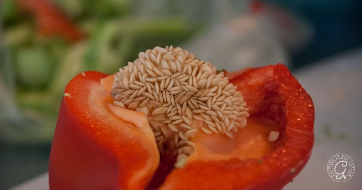 Saving Seeds from Your Pepper Plants