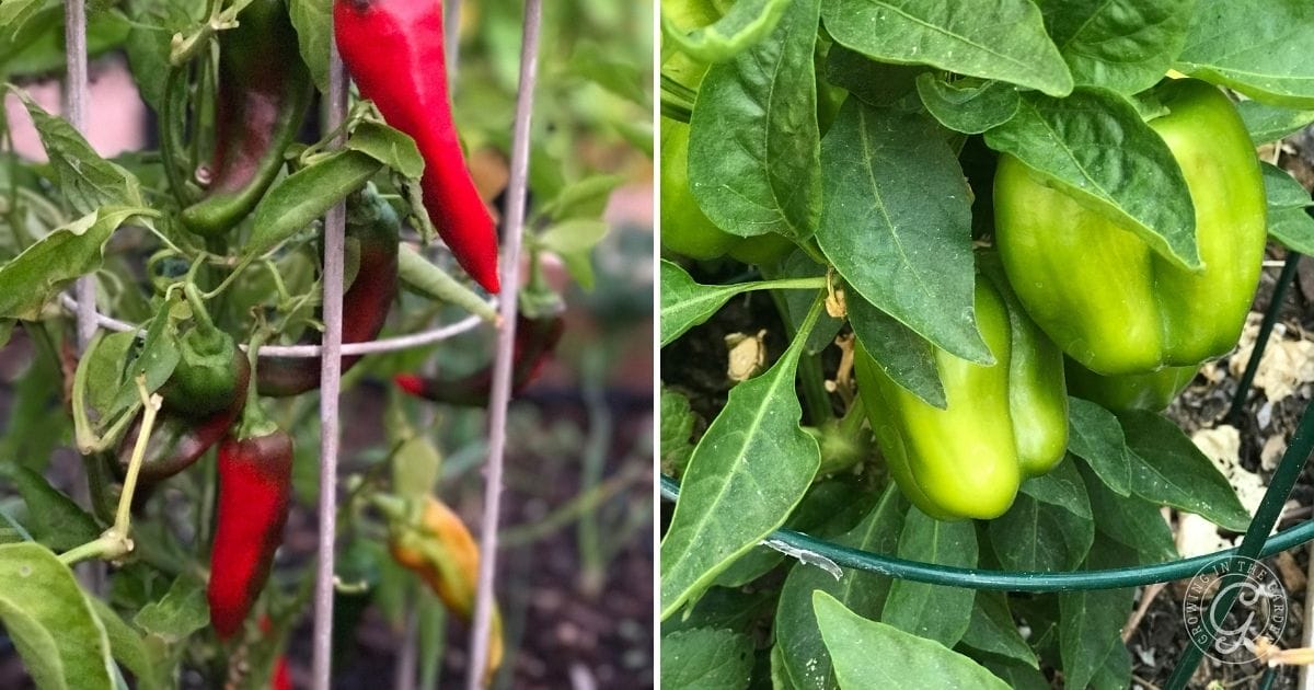 Trellising Peppers