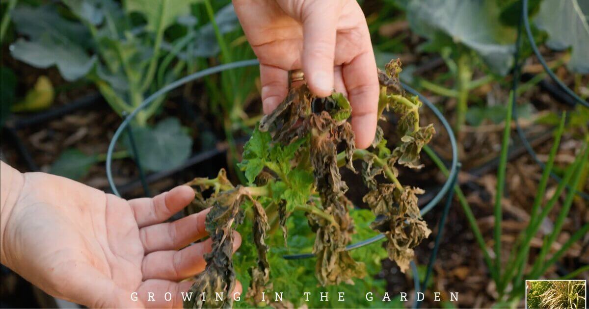 Spring Garden Checklist - Evaluate Frost Damaged Plants