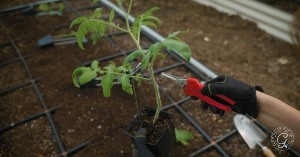 How to Grow Tomatoes in Arizona