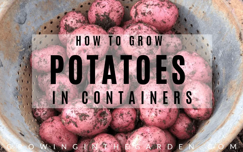 How to grow potatoes in bags and pots: step-by-step guide