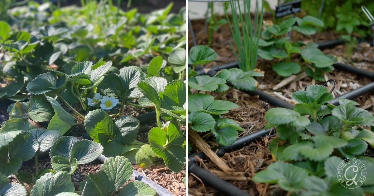 How to Grow Strawberries