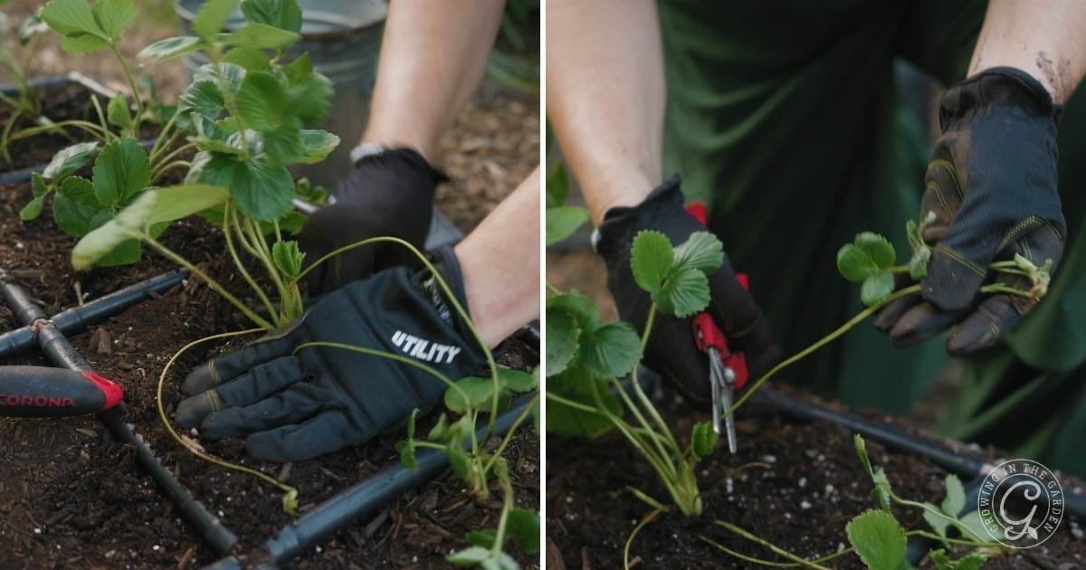 How to Grow Strawberries