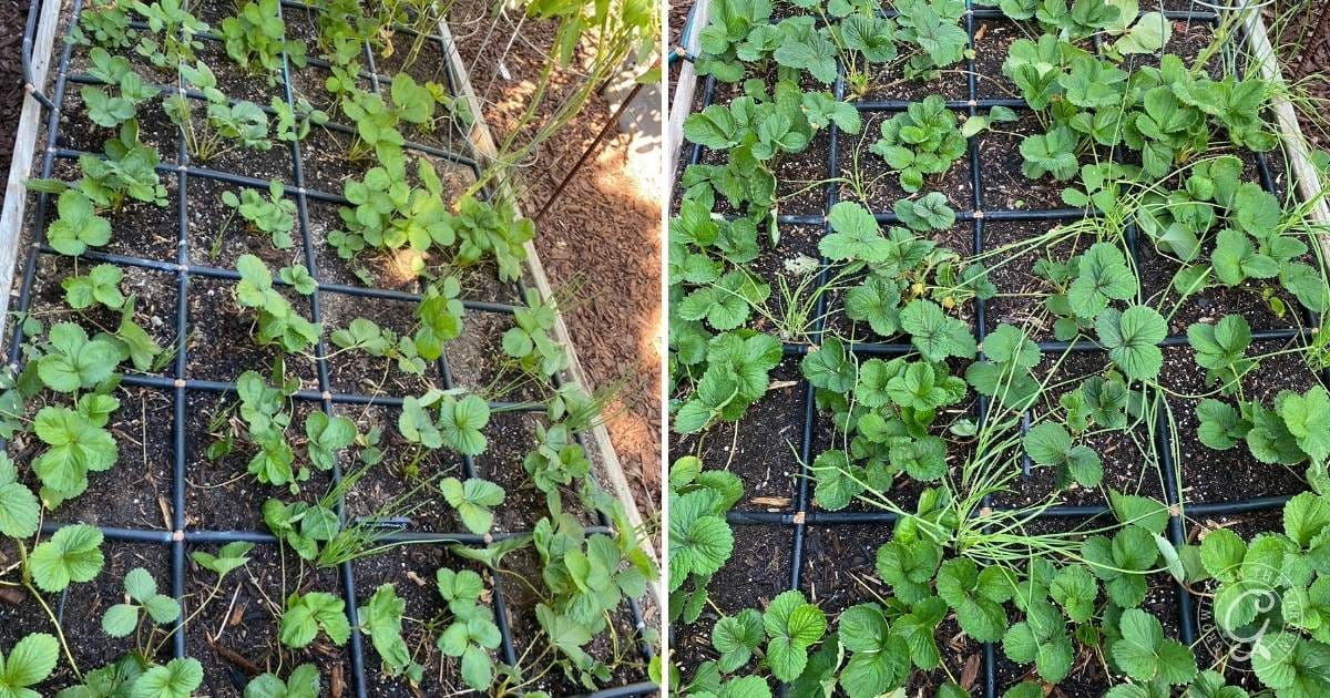 How to Grow Strawberries