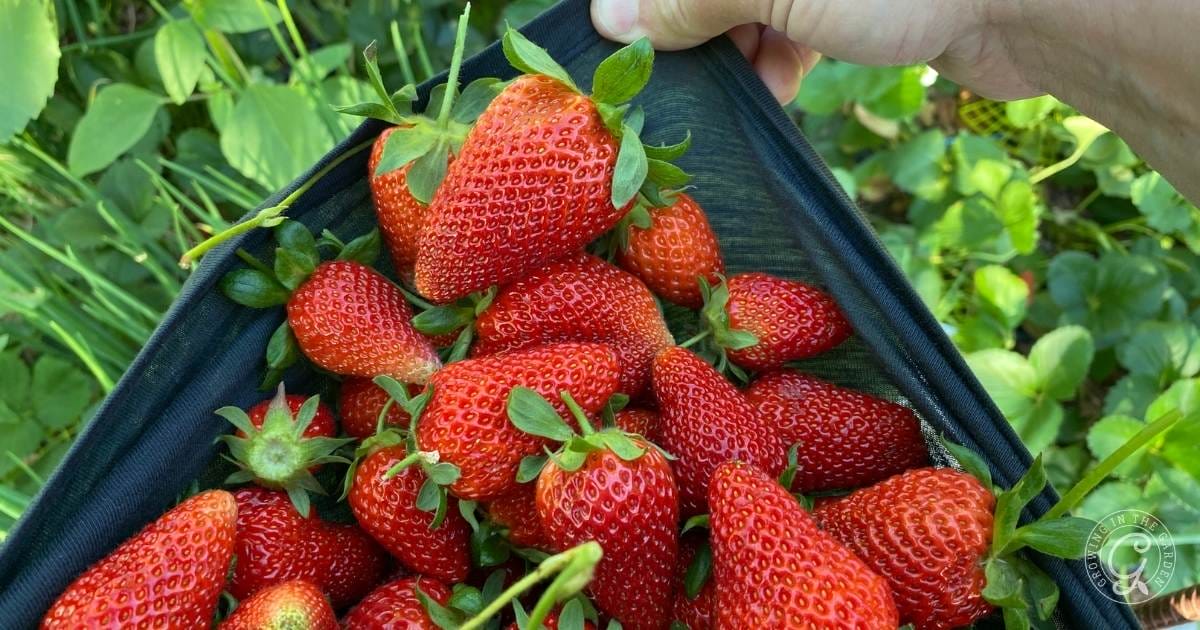 How to Grow Strawberries