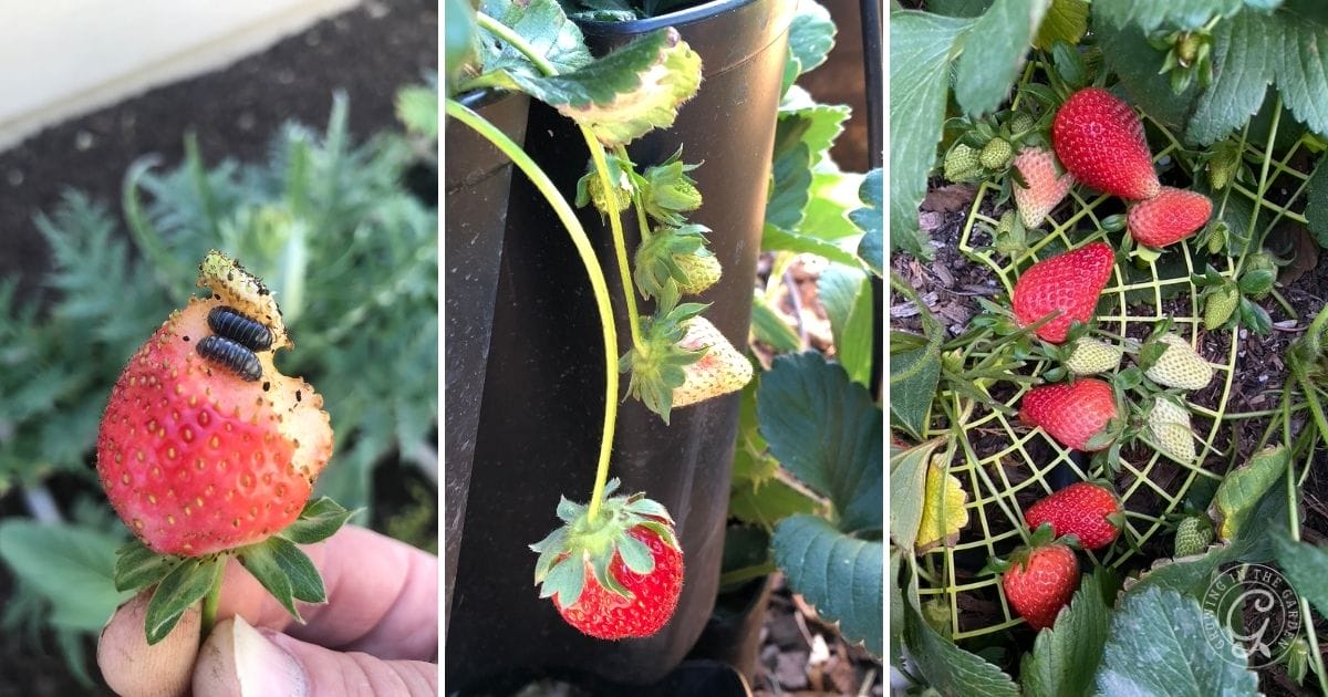 Three images show strawberry challenges: caterpillars eating a berry, an unripe fruit on the plant, and damaged strawberries on netting. Understanding these issues is helpful when learning how to grow strawberries in Arizona.