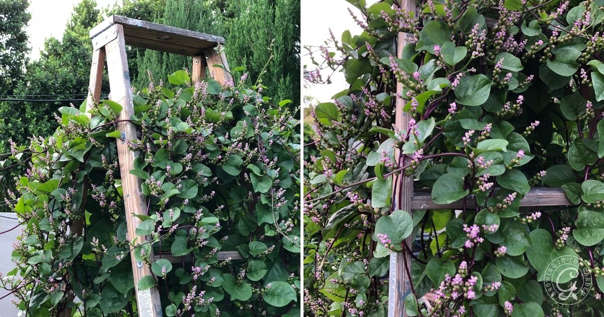 Caring for Malabar Spinach (2)