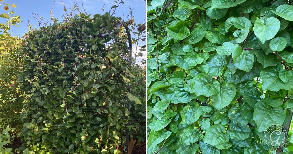Caring for Malabar Spinach