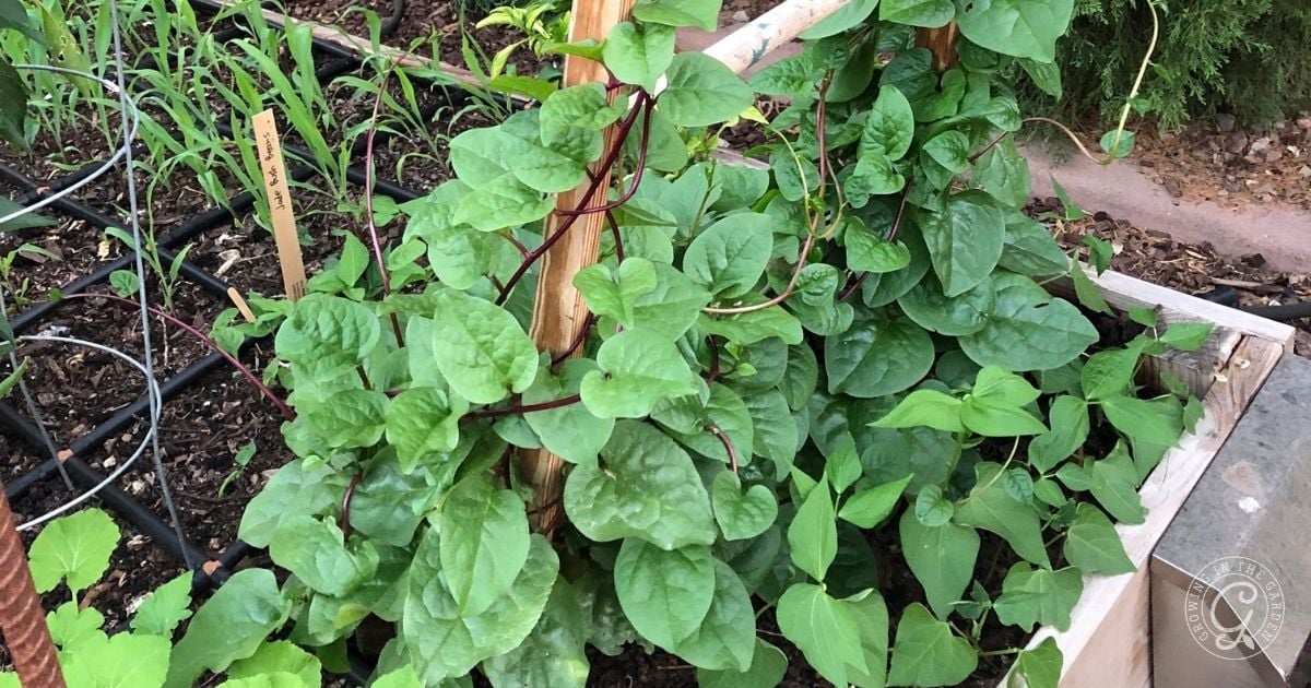 Companion Planting