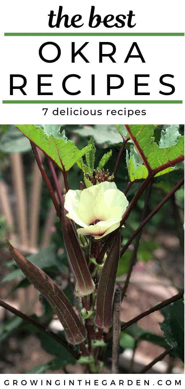 How to grow Okra - 7 tips for delicious okra