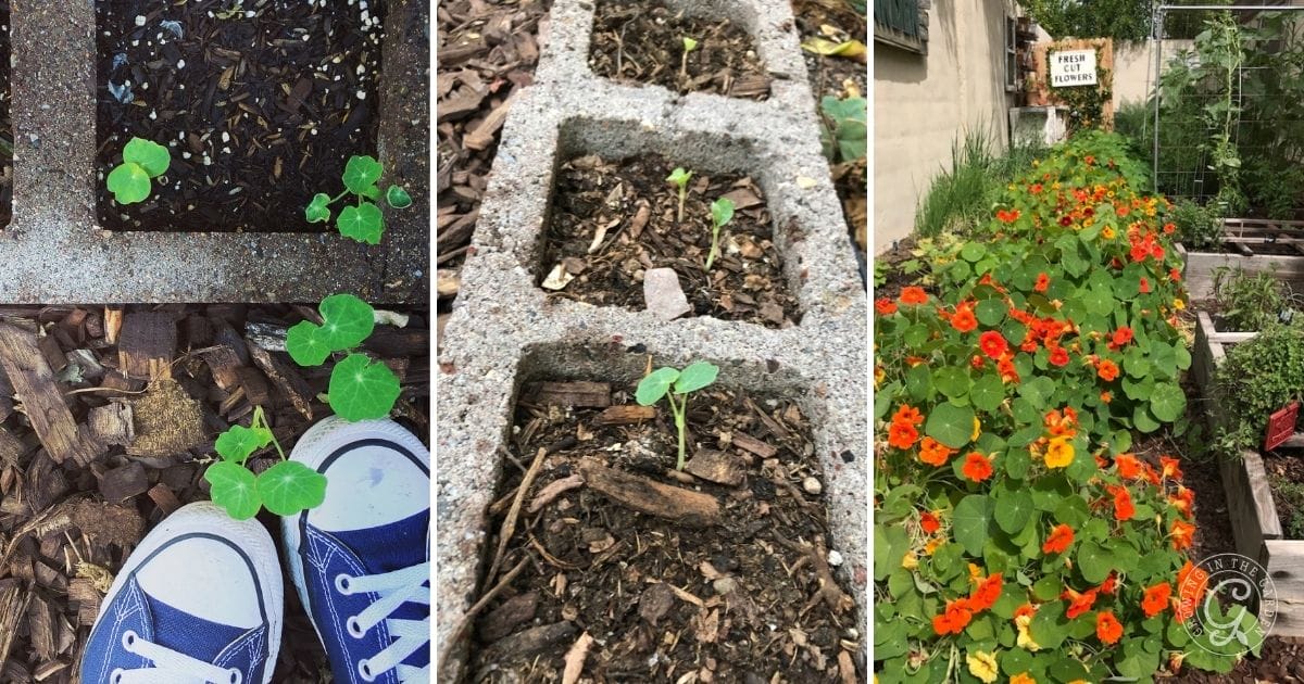 Garden in concrete blocks
