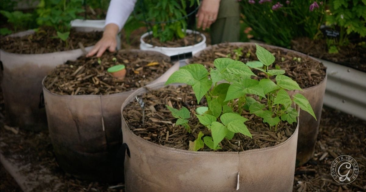 Gardening in Grow Bags