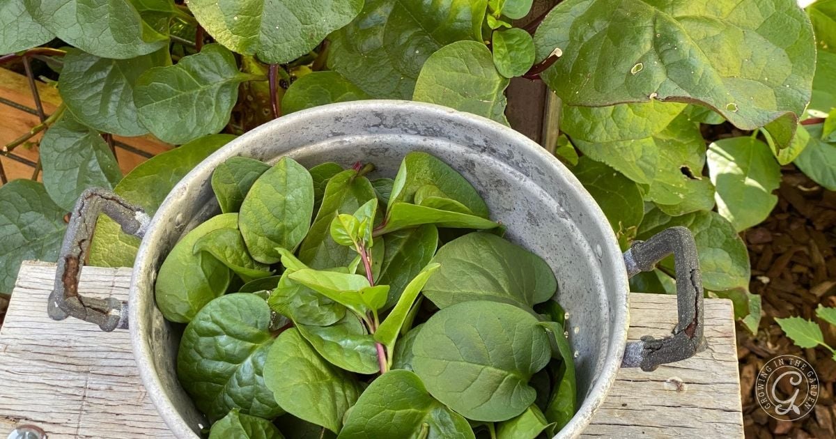 Harvesting Malabar Spinach