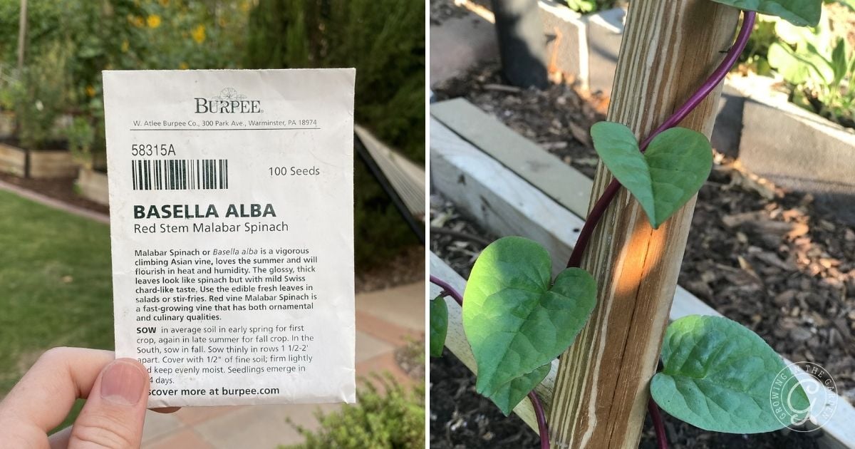How to Plant Malabar Spinach (2)
