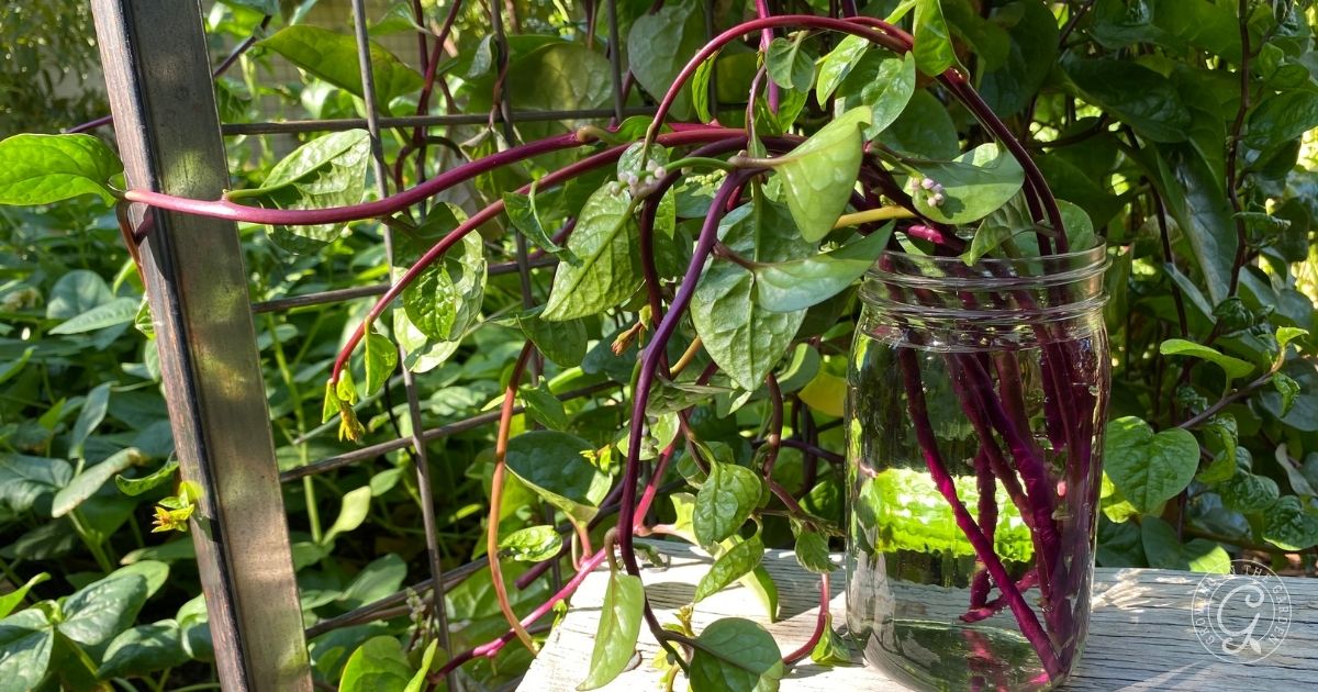 How to Plant Malabar Spinach
