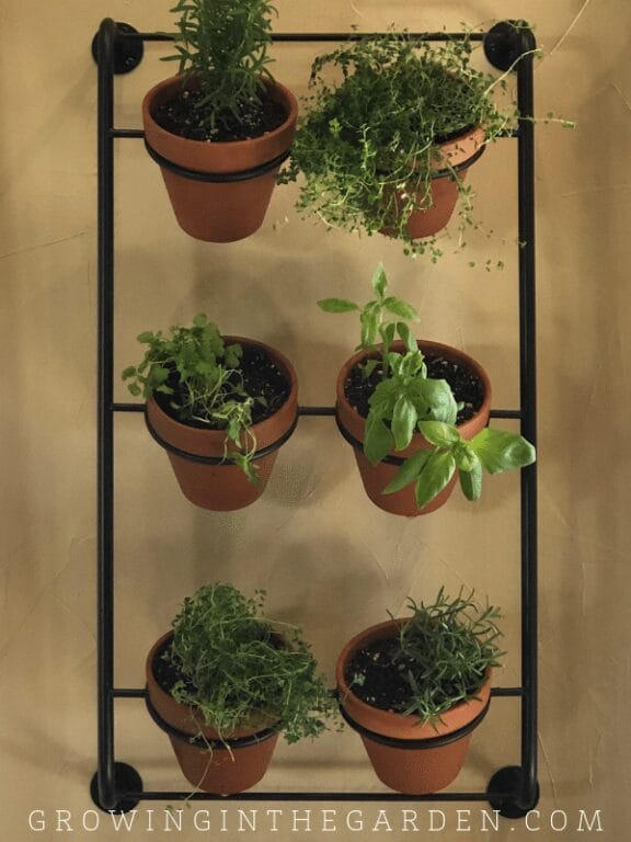 How to Grow Basil: A Complete Guide to Growing and Harvesting - Growing ...