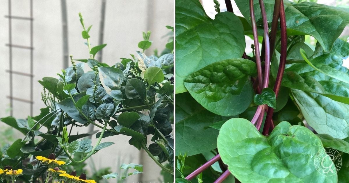 Plant Malabar Spinach: Growing Basella Spinach - Growing In The Garden