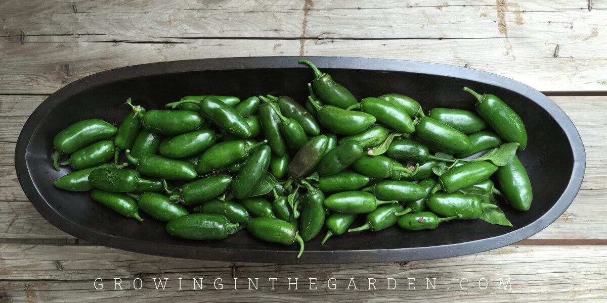 Pepper Varieties - Types of Peppers