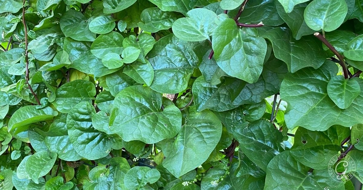 Plant Malabar Spinach_ Growing Basella Spinach