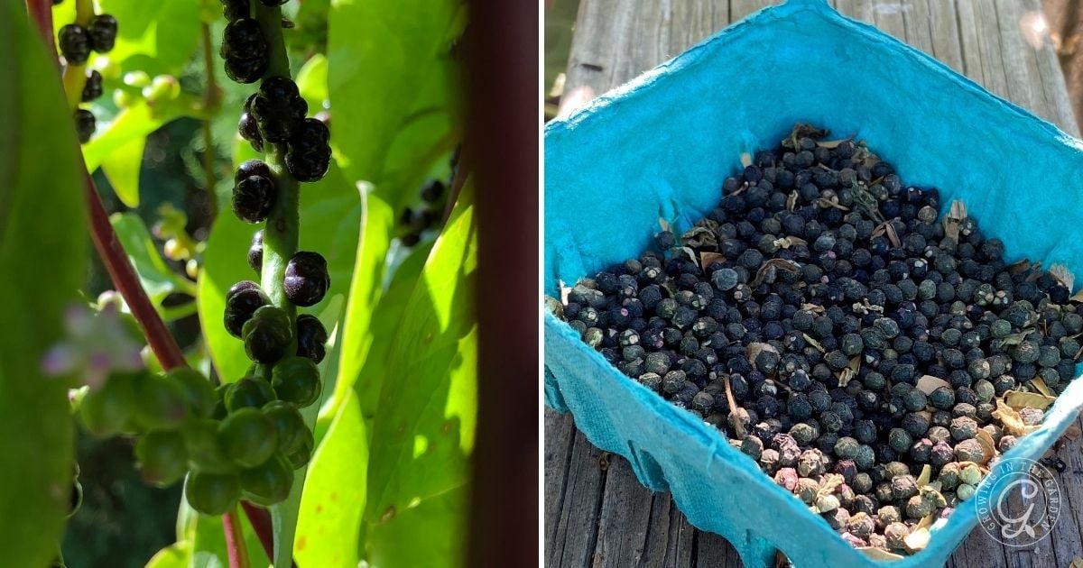 Save the seeds&nbsp;by drying the berries whole