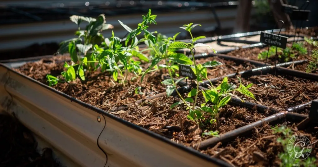 Young herb plants thrive in a raised garden bed, benefiting from efficient drip irrigation and ample sunlight—an ideal example of inspired raised bed garden design.