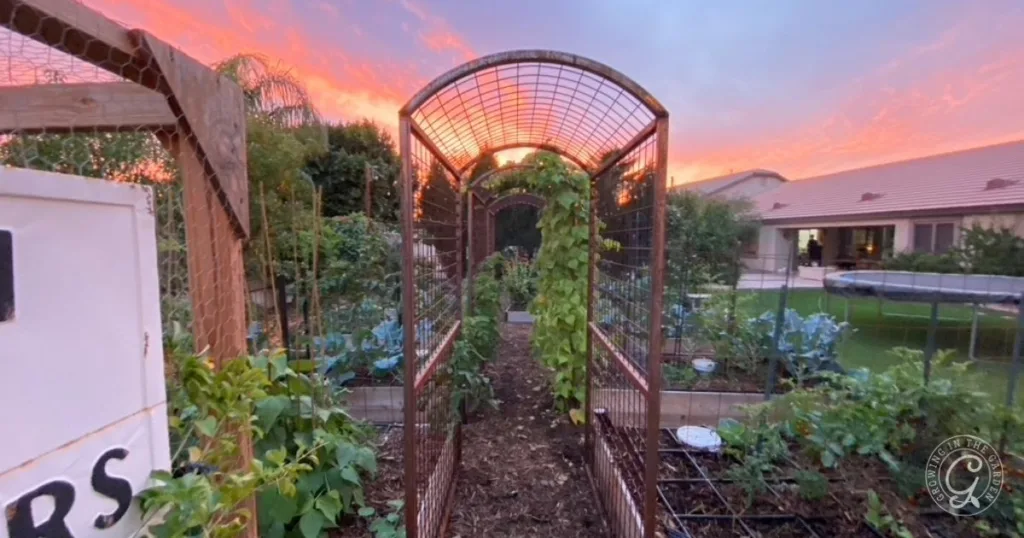 Raised garden beds with a stunning metal trellis arch at sunset showcase a beautiful raised bed garden design, with a cozy house and tall trees in the background.