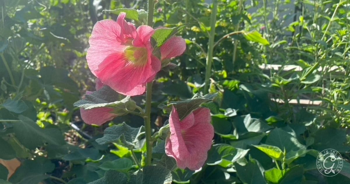 How to Grow Hollyhocks