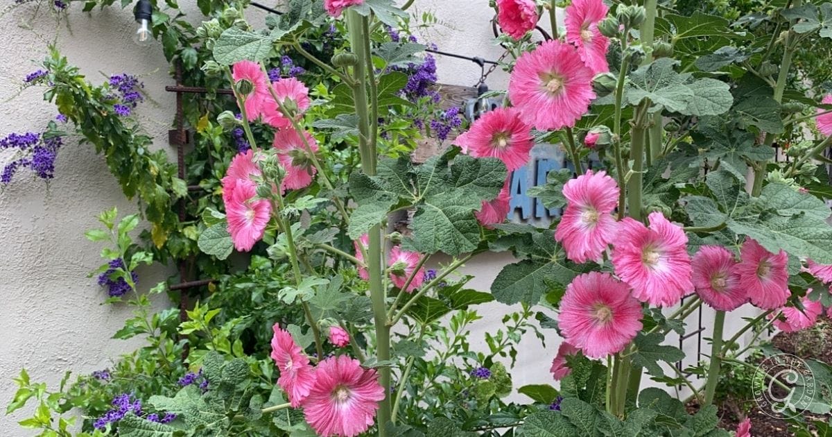How to Grow Hollyhocks