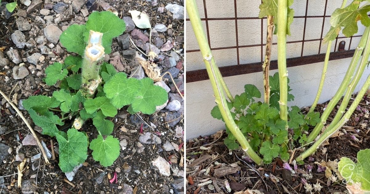How to Grow Hollyhocks