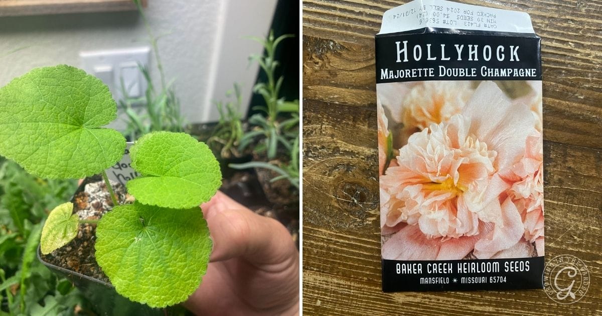 Hollyhock seeds and transplant