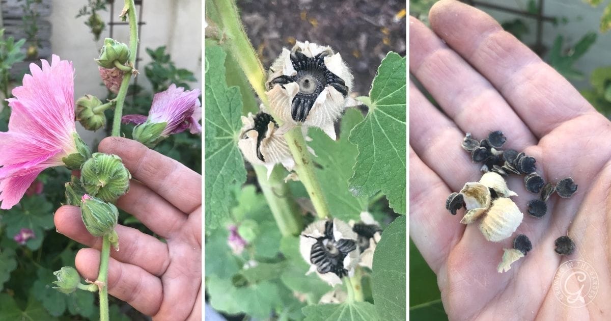 saving seeds from hollyhocks