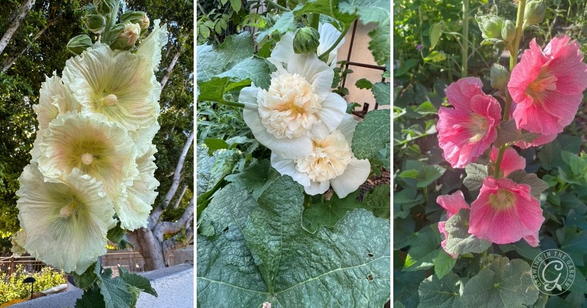 different hollyhock blooms