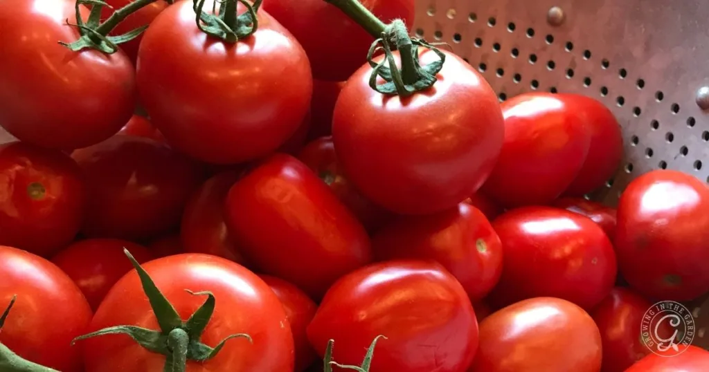 A pile of fresh red tomatoes in a metal colander, ready to be transformed into our favorite garden salsa recipe.