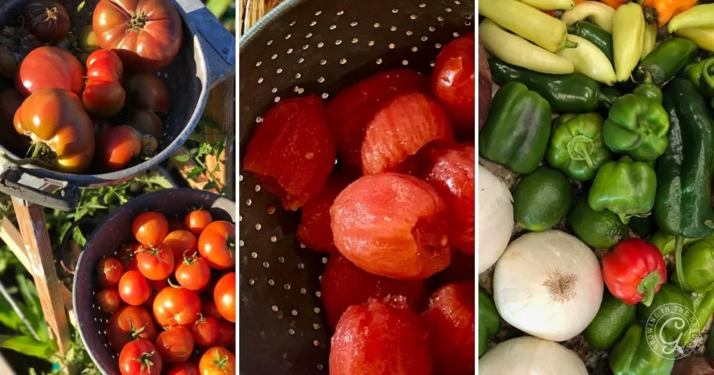 Heirloom tomatoes, peeled tomatoes in a colander, and assorted fresh peppers and onions are shown—essentials for our favorite garden salsa recipe.