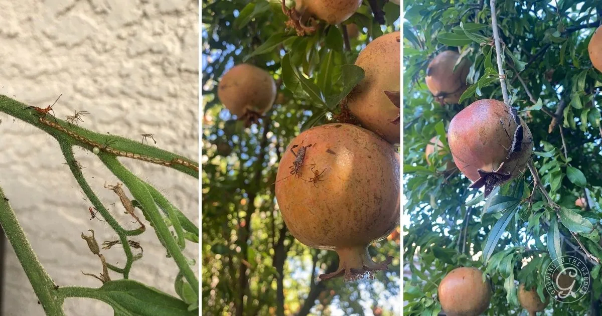 Close-up of ants and bugs on pomegranates and branches, set against green leaves and a light wall&mdash;capturing a glimpse of nature you might spot while learning how to grow pomegranates.