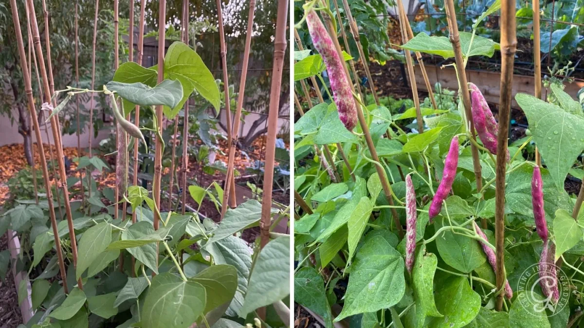 Green bean plants with bamboo stakes on the left; purple bean pods growing on leafy plants on the right.
