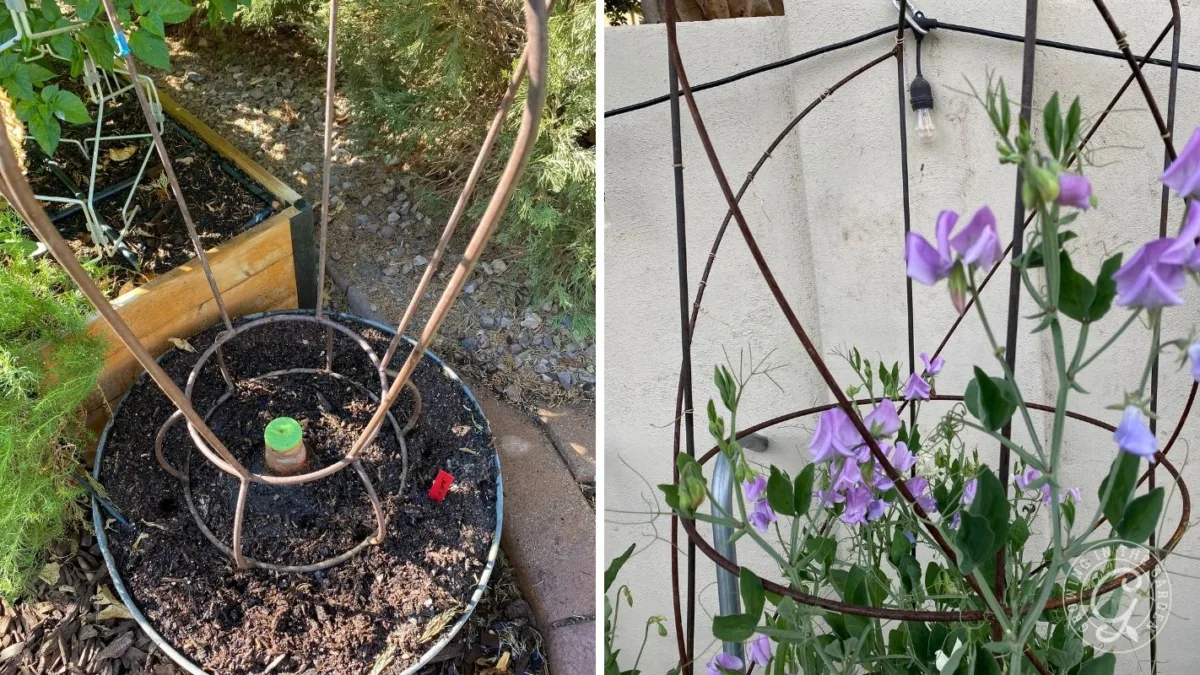 Left: Empty garden trellis in soil. Right: Purple flowers growing on a similar trellis near a white wall.