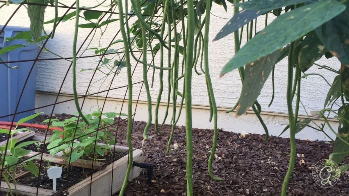 Long green beans hanging from a plant in a garden with a raised bed and mulch on the ground.
