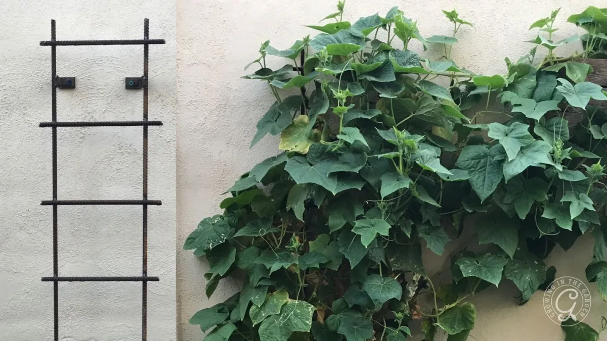A leafy green vine grows against a pale wall next to an empty black metal trellis.