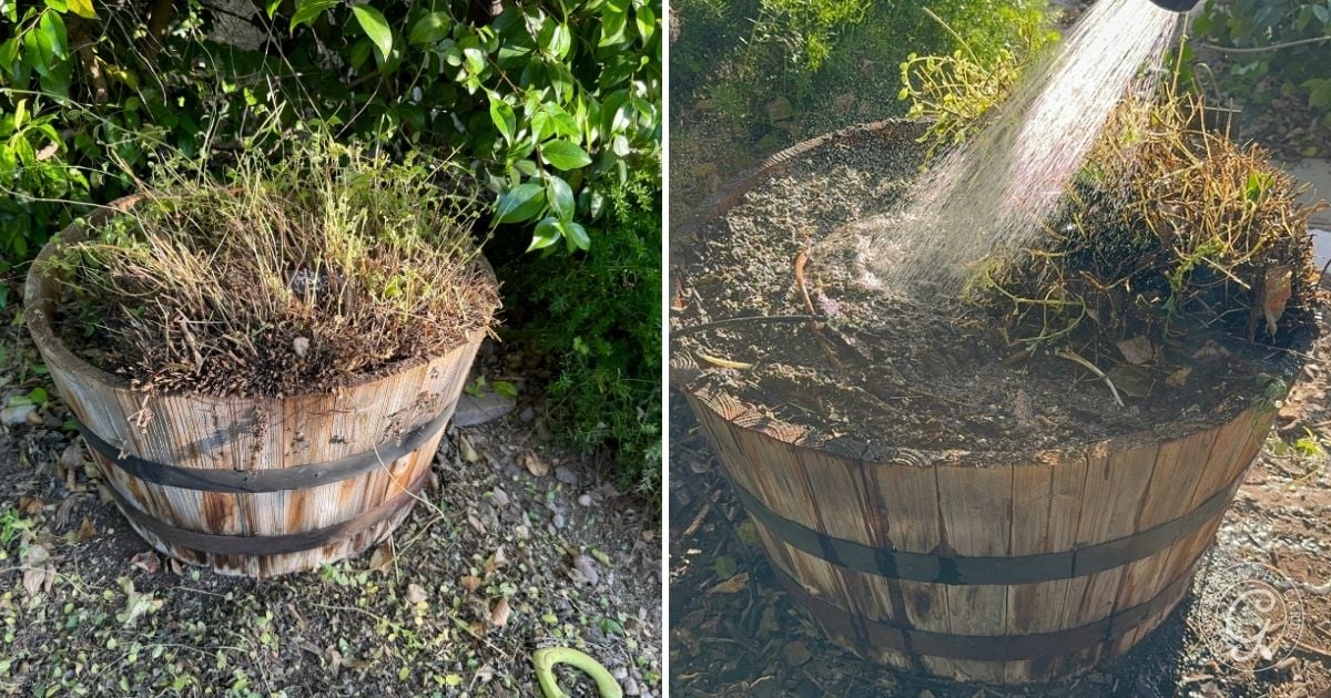 Two side-by-side images of a large wooden planter barrel with dried, wilted plants; the right image shows water being sprayed onto the soil with a hose, demonstrating proper watering steps for those learning how to grow oregano.