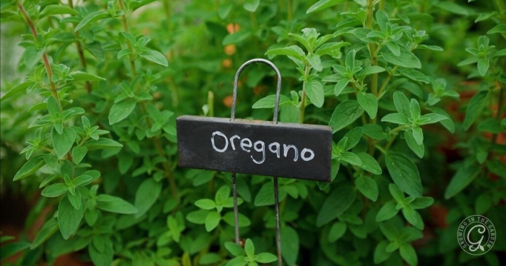A close-up of green oregano plants with a small blackboard sign labeled Oregano in white handwriting placed in front, perfect for illustrating how to grow oregano at home.