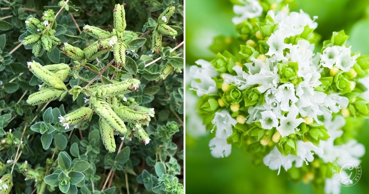 Side-by-side images: left, close-up of green oregano plant with fuzzy, oval leaves and spiky buds&mdash;an ideal example for those learning how to grow oregano; right, cluster of small white oregano flowers with green centers
