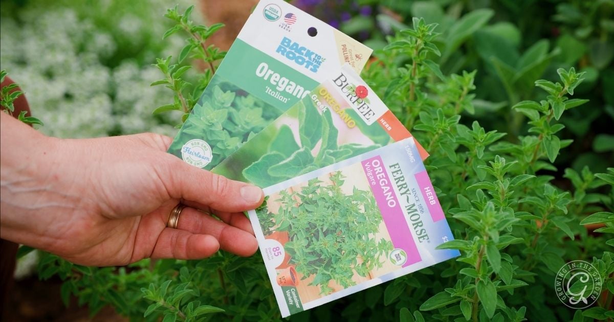 A hand holds three packets of oregano seeds in front of a thriving outdoor oregano plant. The seed packets, labeled with various brands, hint at how to grow oregano from seed for a lush and aromatic herb garden.