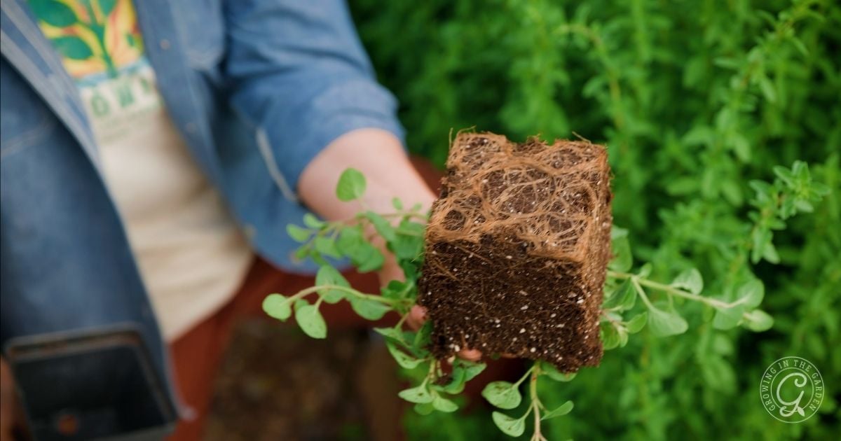 A person holds a small plant with dense roots and soil in their hand, against a background of green foliage&mdash;demonstrating an essential step in how to grow oregano and nurture a healthy root system.