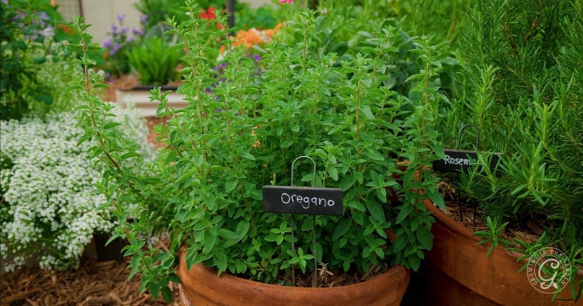 A close-up of potted oregano and rosemary plants in a garden, each labeled with a small black sign. Lush green leaves fill the terracotta pots&mdash;an inspiring scene if youre learning how to grow oregano alongside other blooming flowers.