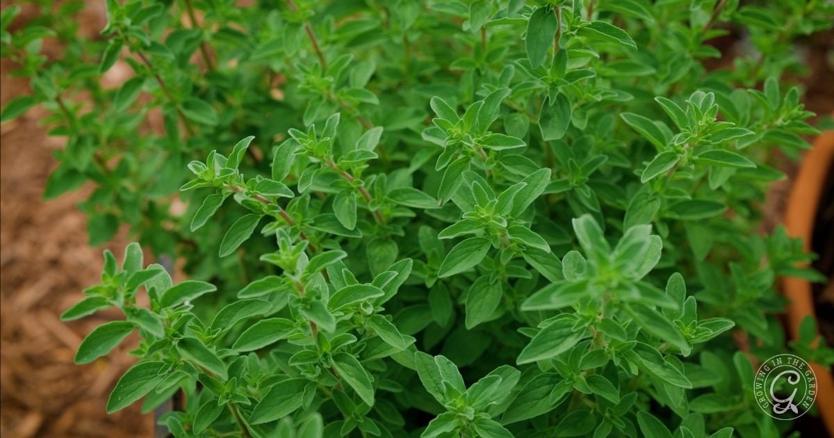 A lush oregano plant with vibrant green leaves flourishes in a garden, surrounded by mulch and a terracotta pot at the edge&mdash;an inspiring example of how to grow oregano successfully at home.