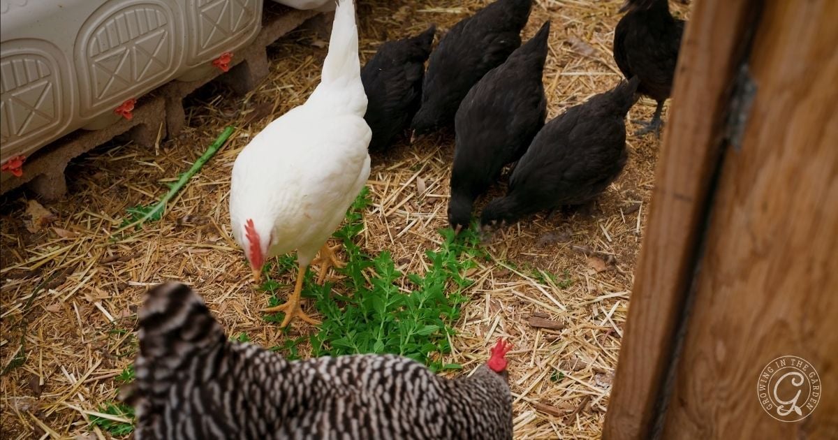 A group of chickens, including a white one, several black ones, and a striped one, peck at green plants&mdash;perhaps oregano for those curious about how to grow oregano&mdash;on straw-covered ground inside a coop. A wooden door is partially visible on the right side.